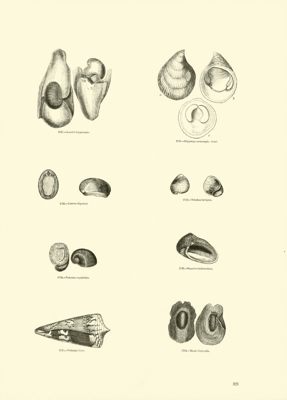 Página del Museo Pictórico de la Naturaleza Animada de English School