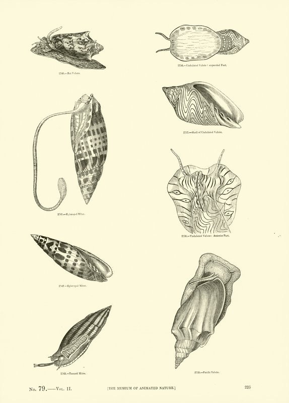 Página del Museo Pictórico de la Naturaleza Animada de English School