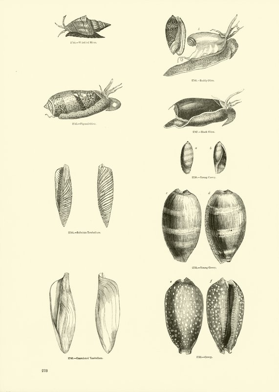 Página del Museo Pictórico de la Naturaleza Animada de English School