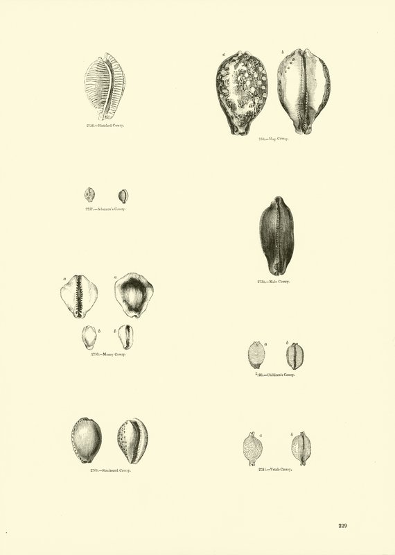 Página del Museo Pictórico de la Naturaleza Animada de English School