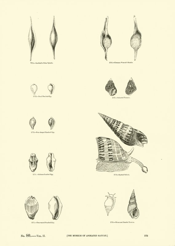 Página del Museo Pictórico de la Naturaleza Animada de English School
