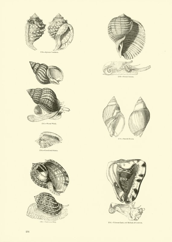 Página del Museo Pictórico de la Naturaleza Animada de English School