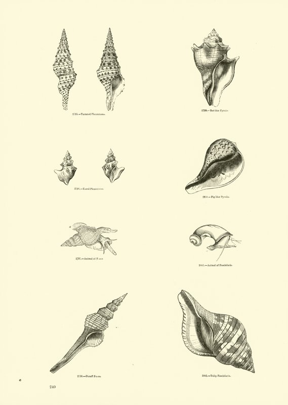 Página del Museo Pictórico de la Naturaleza Animada de English School