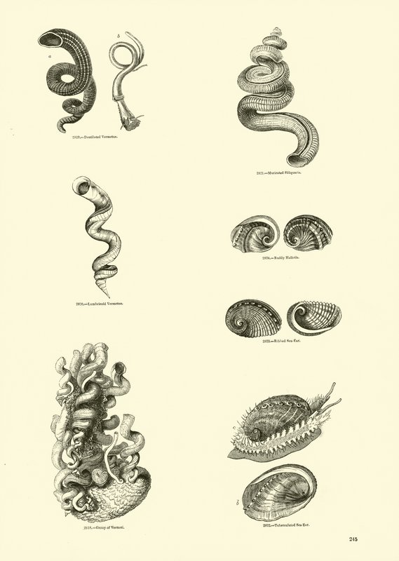 Página del Museo Pictórico de la Naturaleza Animada de English School