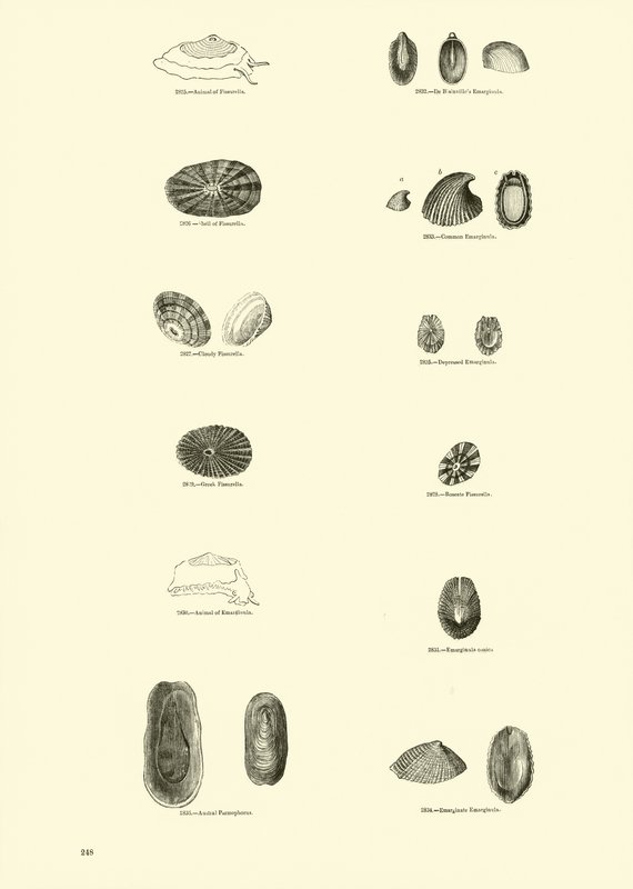 Página del Museo Pictórico de la Naturaleza Animada de English School
