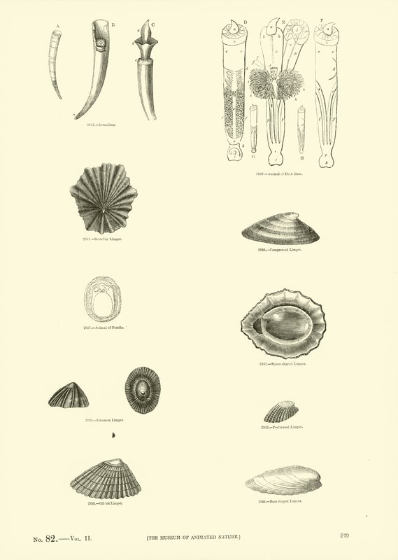 Página del Museo Pictórico de la Naturaleza Animada de English School