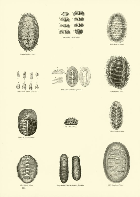 Página del Museo Pictórico de la Naturaleza Animada de English School