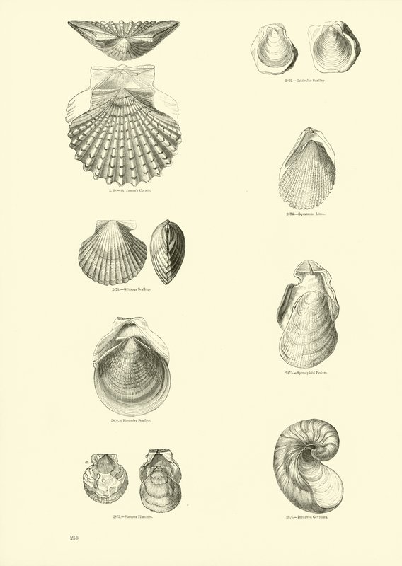 Página del Museo Pictórico de la Naturaleza Animada de English School