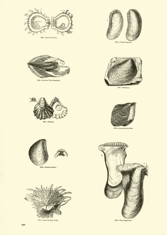 Página del Museo Pictórico de la Naturaleza Animada de English School