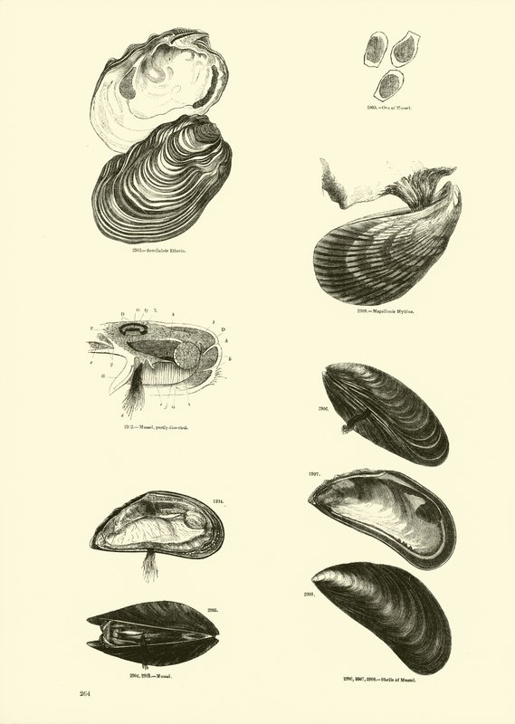 Página del Museo Pictórico de la Naturaleza Animada de English School