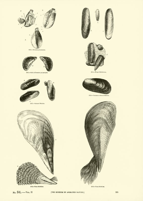Página del Museo Pictórico de la Naturaleza Animada de English School
