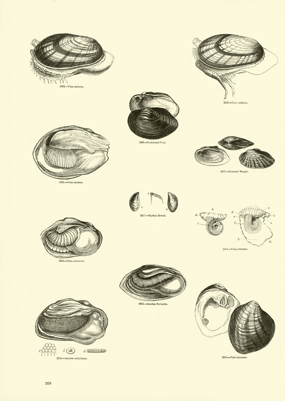 Página del Museo Pictórico de la Naturaleza Animada de English School