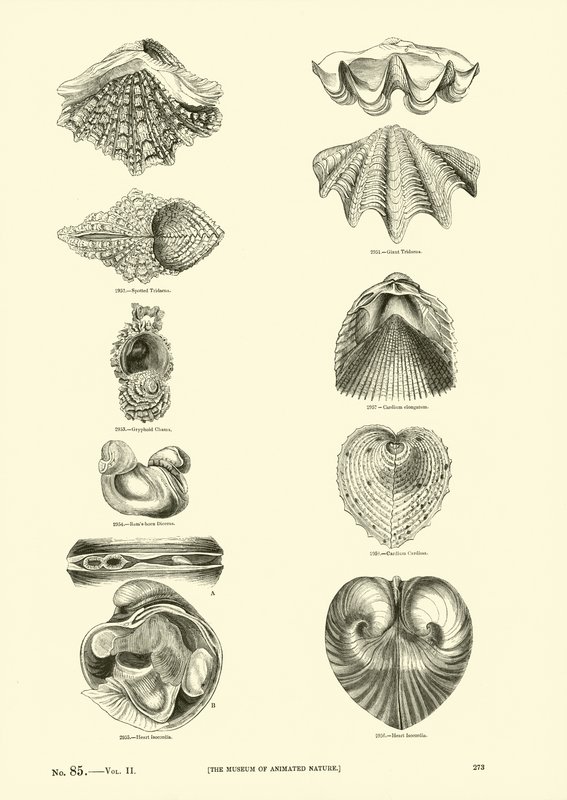 Página del Museo Pictórico de la Naturaleza Animada de English School