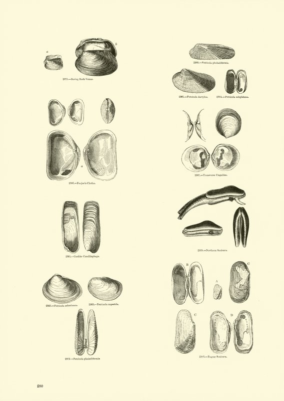 Página del Museo Pictórico de la Naturaleza Animada de English School