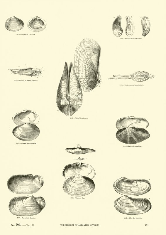 Página del Museo Pictórico de la Naturaleza Animada de English School