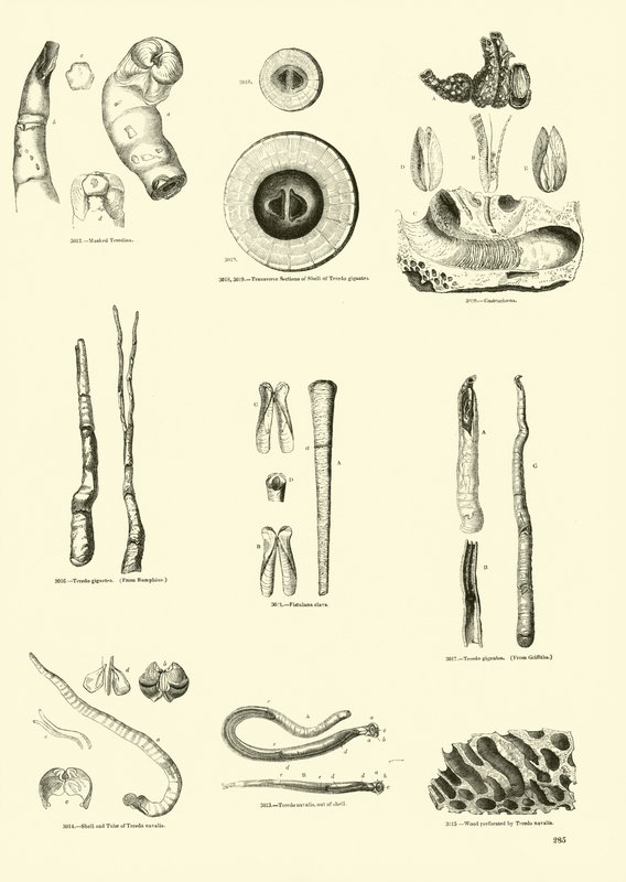 Página del Museo Pictórico de la Naturaleza Animada de English School