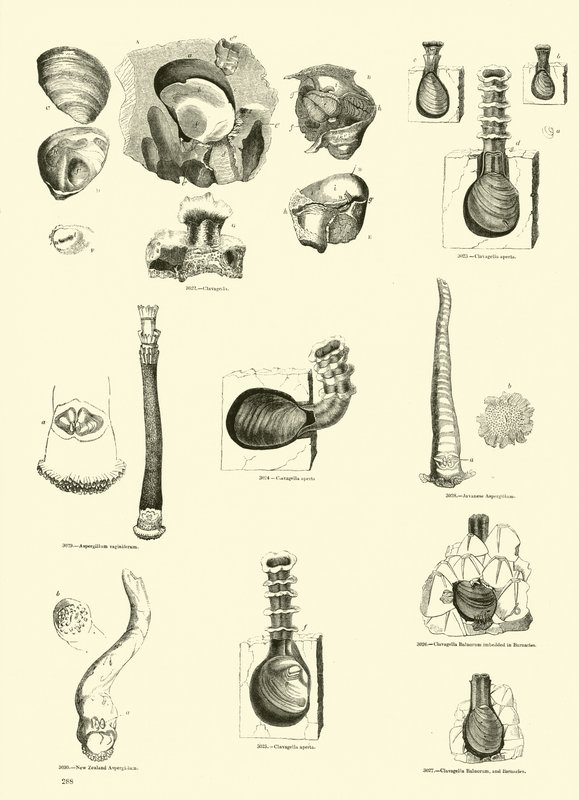 Página del Museo Pictórico de la Naturaleza Animada de English School