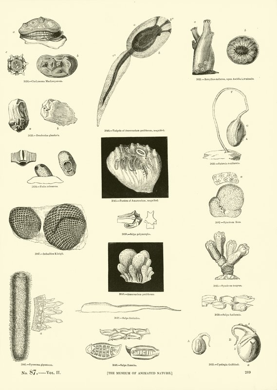 Página del Museo Pictórico de la Naturaleza Animada de English School
