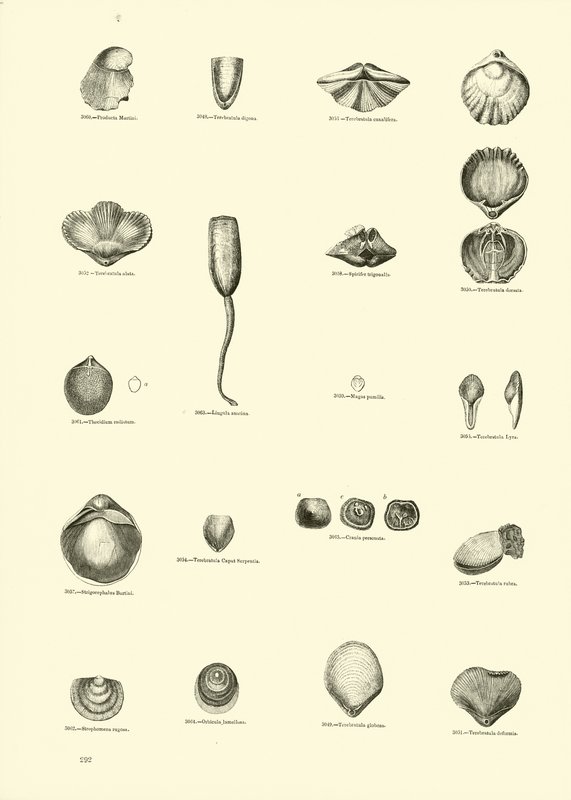 Página del Museo Pictórico de la Naturaleza Animada de English School