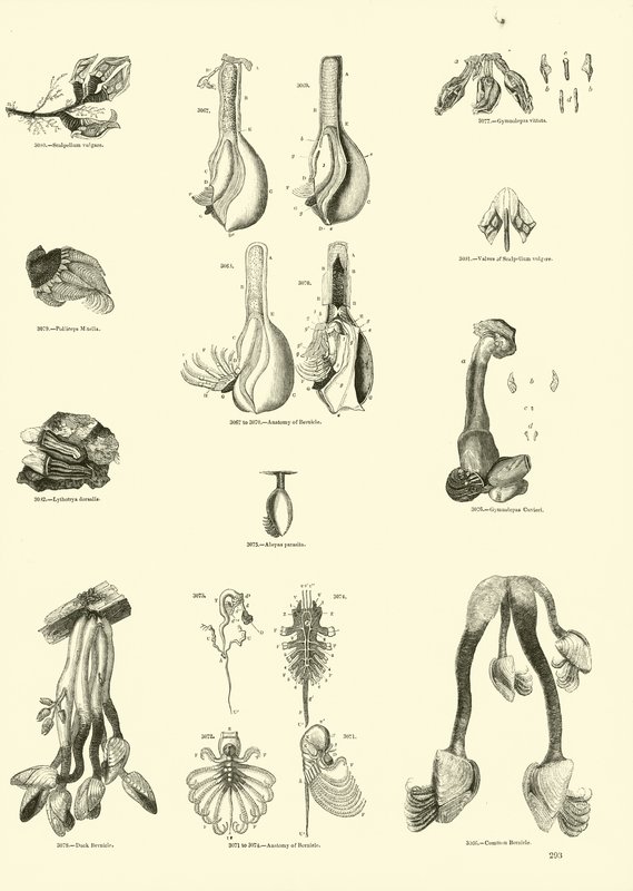 Página del Museo Pictórico de la Naturaleza Animada de English School