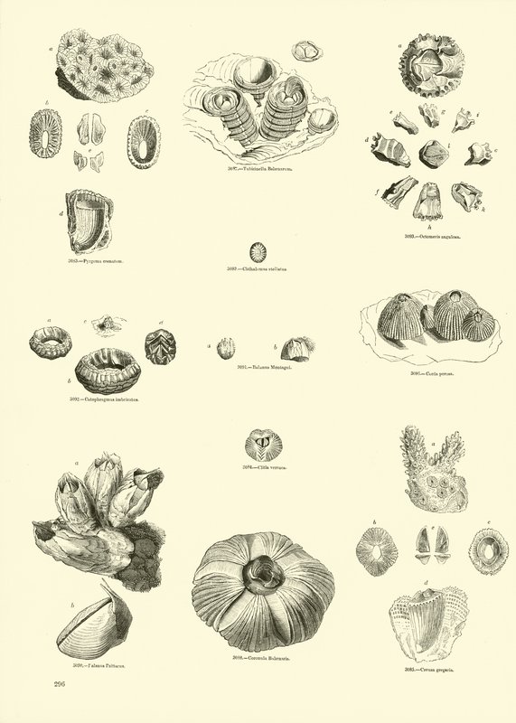Página del Museo Pictórico de la Naturaleza Animada de English School