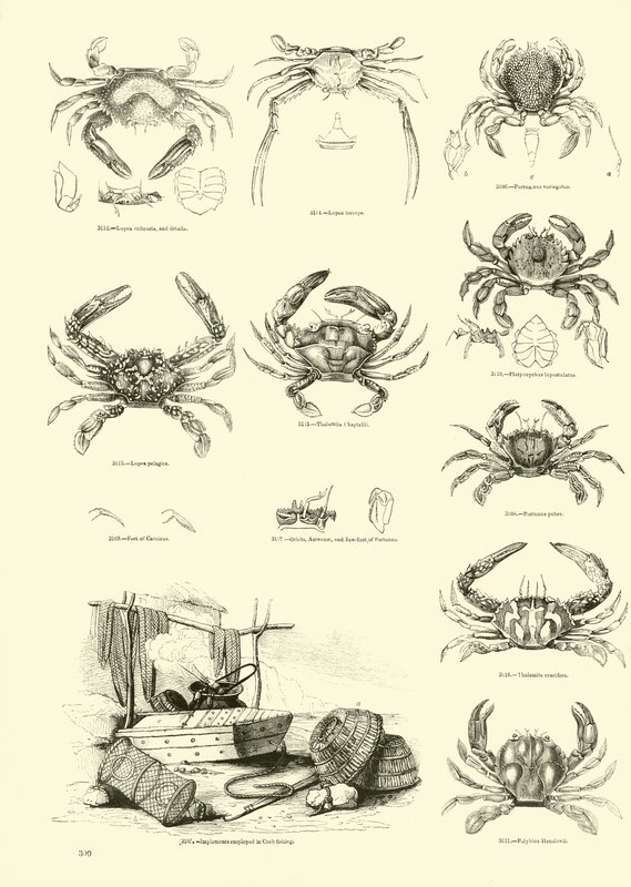 Página del Museo Pictórico de la Naturaleza Animada de English School