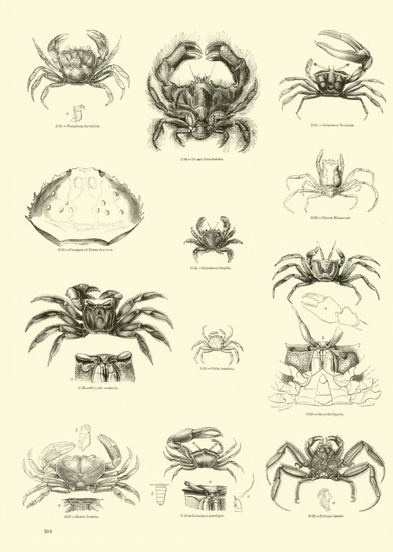 Página del Museo Pictórico de la Naturaleza Animada de English School