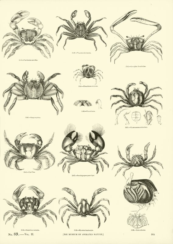 Página del Museo Pictórico de la Naturaleza Animada de English School
