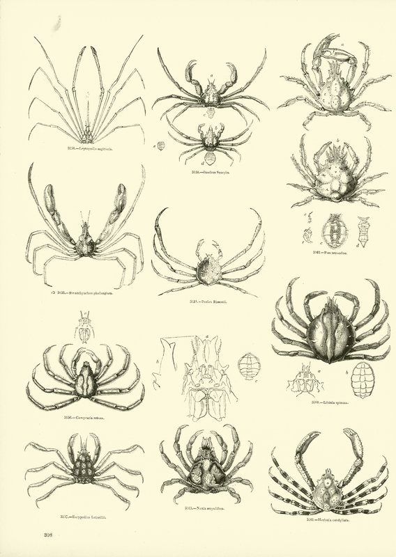 Página del Museo Pictórico de la Naturaleza Animada de English School