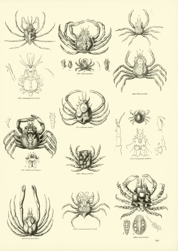 Página del Museo Pictórico de la Naturaleza Animada de English School