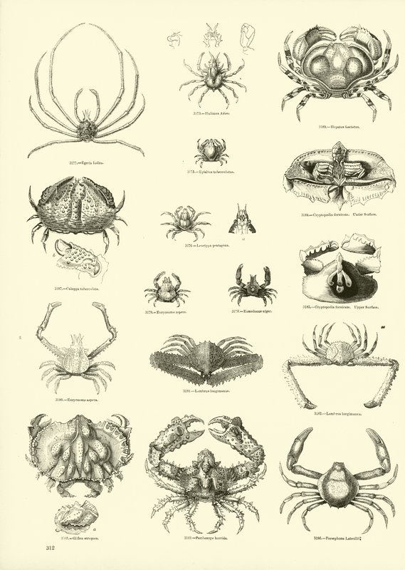 Página del Museo Pictórico de la Naturaleza Animada de English School