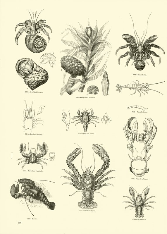 Página del Museo Pictórico de la Naturaleza Animada de English School