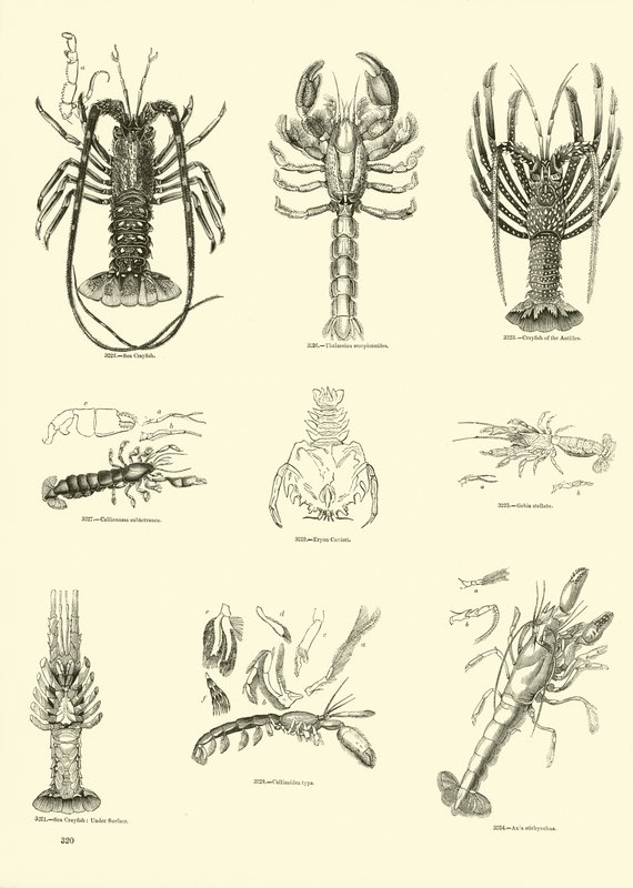 Página del Museo Pictórico de la Naturaleza Animada de English School
