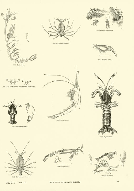 Página del Museo Pictórico de la Naturaleza Animada de English School