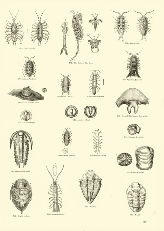 Página del Museo Pictórico de la Naturaleza Animada de English School
