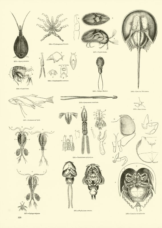 Página del Museo Pictórico de la Naturaleza Animada de English School