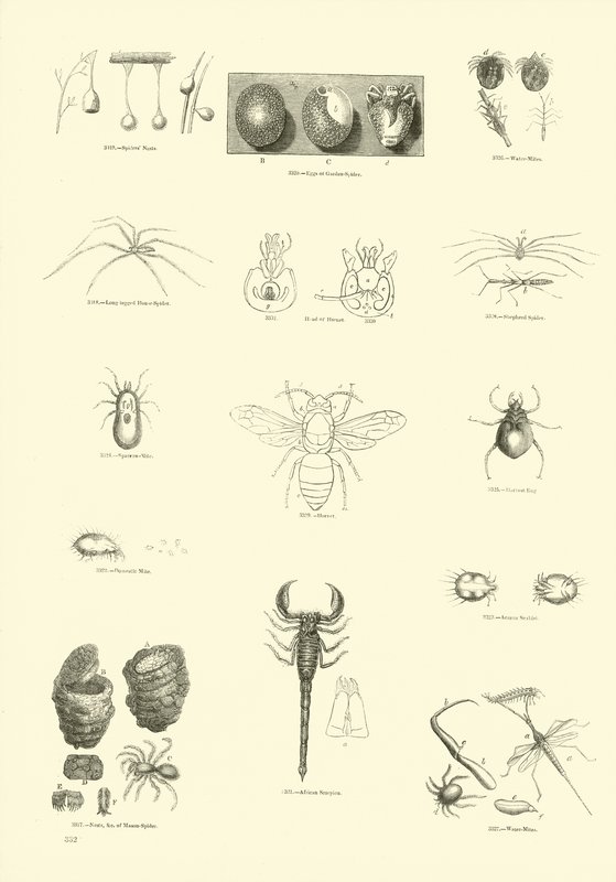 Página del Museo Pictórico de la Naturaleza Animada de English School