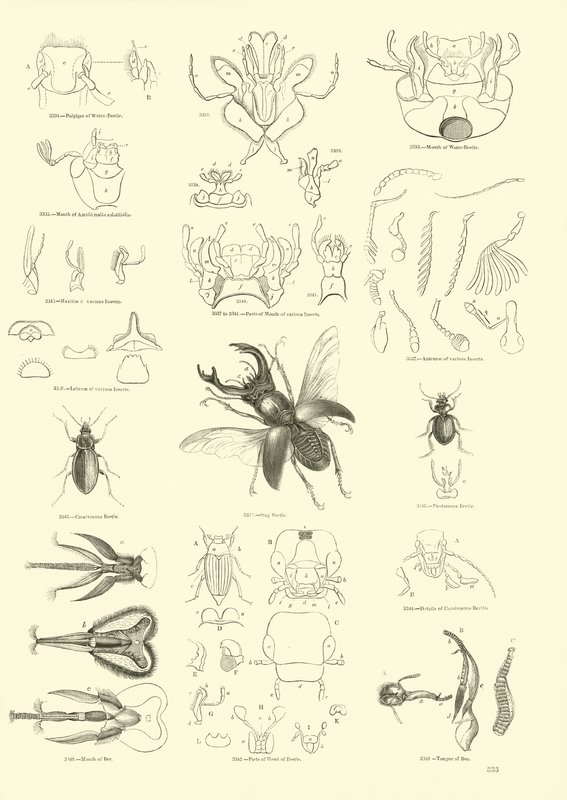 Página del Museo Pictórico de la Naturaleza Animada de English School
