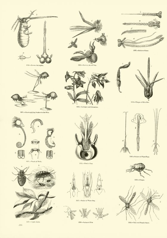 Página del Museo Pictórico de la Naturaleza Animada de English School