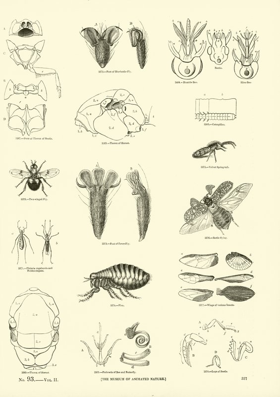 Página del Museo Pictórico de la Naturaleza Animada de English School