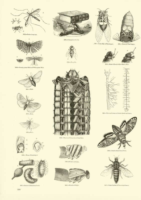 Página del Museo Pictórico de la Naturaleza Animada de English School