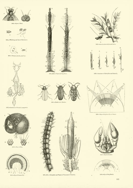 Página del Museo Pictórico de la Naturaleza Animada de English School