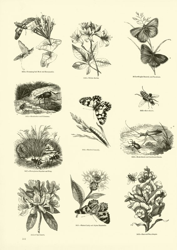 Página del Museo Pictórico de la Naturaleza Animada de English School