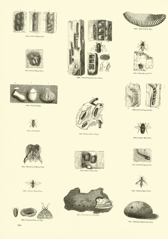 Página del Museo Pictórico de la Naturaleza Animada de English School