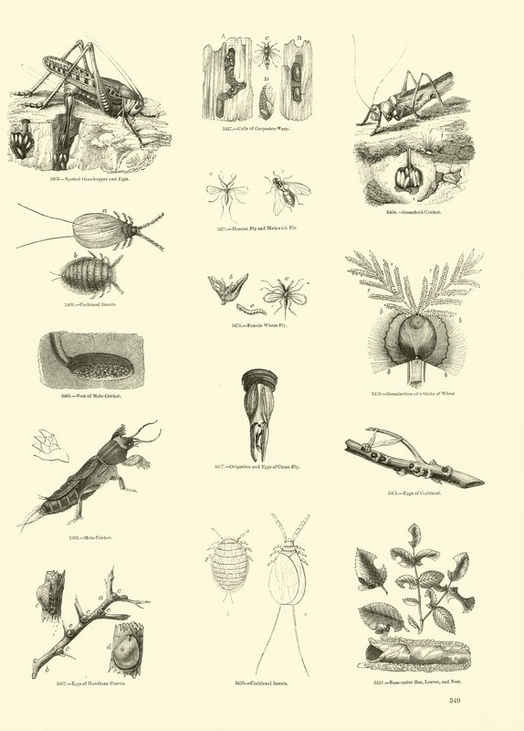 Página del Museo Pictórico de la Naturaleza Animada de English School