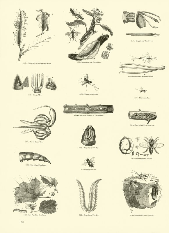 Página del Museo Pictórico de la Naturaleza Animada de English School