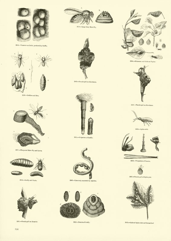 Página del Museo Pictórico de la Naturaleza Animada de English School