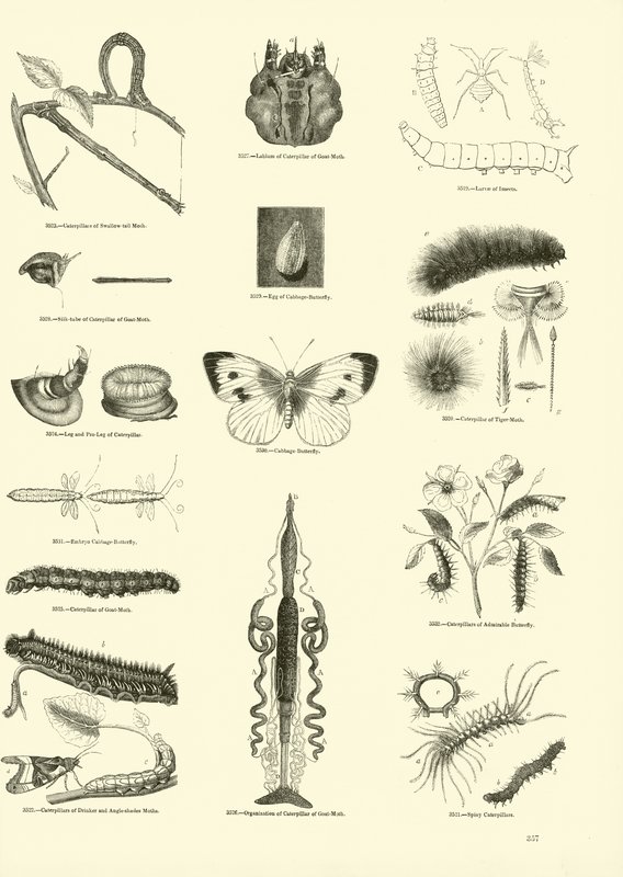 Página del Museo Pictórico de la Naturaleza Animada de English School