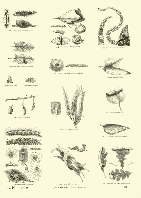 Página del Museo Pictórico de la Naturaleza Animada de English School
