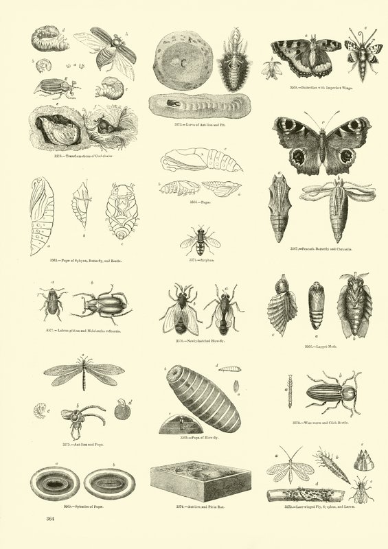 Página del Museo Pictórico de la Naturaleza Animada de English School